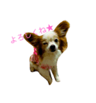 愛犬愛猫スタンプ（個別スタンプ：3）