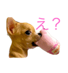 愛犬愛猫スタンプ（個別スタンプ：4）