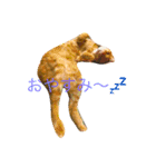 愛犬愛猫スタンプ（個別スタンプ：6）
