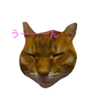愛犬愛猫スタンプ（個別スタンプ：7）