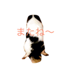 愛犬愛猫スタンプ（個別スタンプ：9）