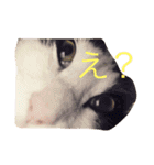愛犬愛猫スタンプ（個別スタンプ：10）
