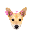 愛犬愛猫スタンプ（個別スタンプ：13）