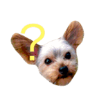 愛犬愛猫スタンプ（個別スタンプ：16）
