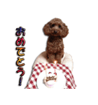 トイプードルのスー（個別スタンプ：12）