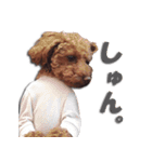 トイプードルのスー（個別スタンプ：13）