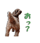トイプードルのスー（個別スタンプ：22）