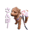 トイプードルのスー（個別スタンプ：23）