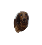 My Dog 'perfume'（個別スタンプ：1）