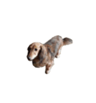 My Dog 'perfume'（個別スタンプ：4）