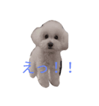 トイプードルくん（個別スタンプ：2）