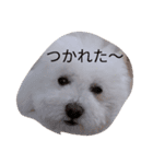 トイプードルくん（個別スタンプ：4）