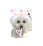 トイプードルくん（個別スタンプ：7）