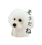 トイプードルくん（個別スタンプ：8）