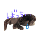 ポメチン★ちょろたん（個別スタンプ：5）