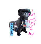 ポメチン★ちょろたん（個別スタンプ：6）