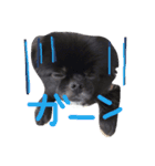 ポメチン★ちょろたん（個別スタンプ：9）
