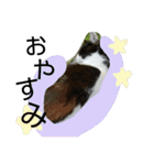 あんずと友達（個別スタンプ：6）