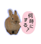 あんずと友達（個別スタンプ：15）
