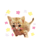 meow funny（個別スタンプ：1）