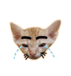 meow funny（個別スタンプ：4）