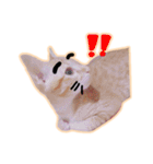 meow funny（個別スタンプ：6）
