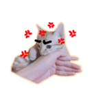 meow funny（個別スタンプ：8）