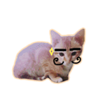 meow funny（個別スタンプ：10）