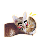 meow funny（個別スタンプ：11）