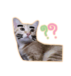 meow funny（個別スタンプ：12）