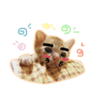 meow funny（個別スタンプ：13）