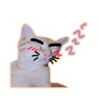 meow funny（個別スタンプ：17）