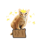 meow funny（個別スタンプ：21）
