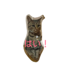 チャロという猫の日常 ver.2（個別スタンプ：1）