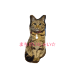 チャロという猫の日常 ver.2（個別スタンプ：2）