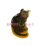 チャロという猫の日常 ver.2（個別スタンプ：3）