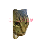 チャロという猫の日常 ver.2（個別スタンプ：5）