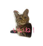 チャロという猫の日常 ver.2（個別スタンプ：6）