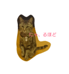 チャロという猫の日常 ver.2（個別スタンプ：7）