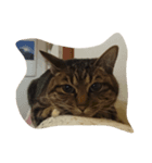 チャロという猫の日常 ver.2（個別スタンプ：8）