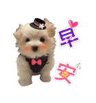 Ha baby（個別スタンプ：1）