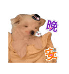 Ha baby（個別スタンプ：8）