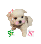Ha baby（個別スタンプ：12）