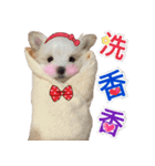 Ha baby（個別スタンプ：19）