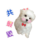 Ha baby（個別スタンプ：23）