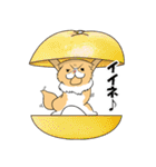 毎日、きな吉。（個別スタンプ：4）