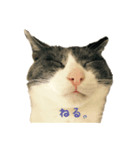 うちのどうぶつたち。（個別スタンプ：3）