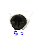 うちのどうぶつたち。（個別スタンプ：6）
