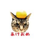 うちのどうぶつたち。（個別スタンプ：7）