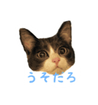 うちのどうぶつたち。（個別スタンプ：8）